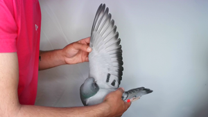 Pigeon image