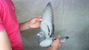 Pigeon image