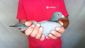 Pigeon image
