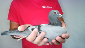 Pigeon image