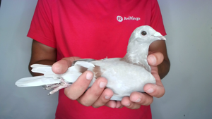 Pigeon image