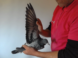 Pigeon image