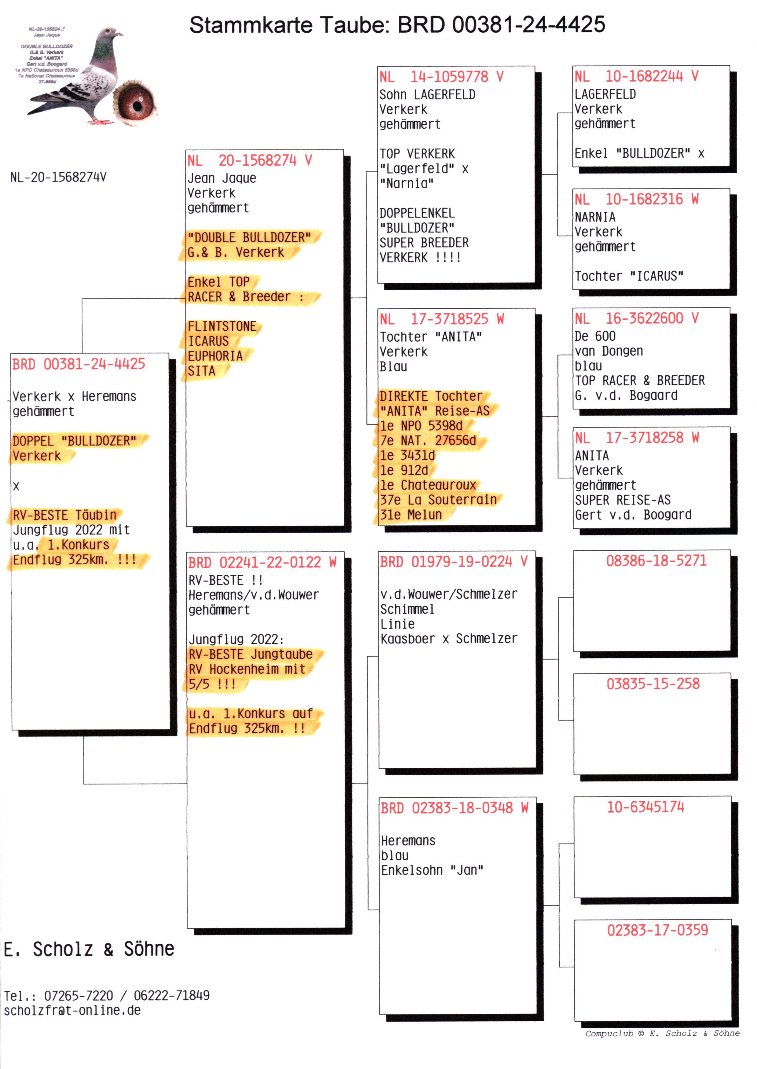 Pigeon pedigree image
