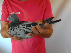 Pigeon image