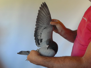 Pigeon image