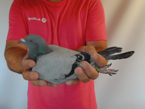 Pigeon image