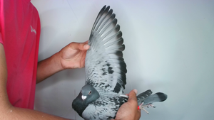 Pigeon image