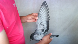 Pigeon image