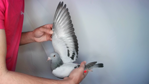 Pigeon image