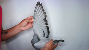 Pigeon image