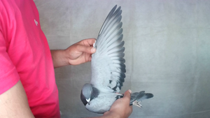 Pigeon image