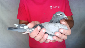 Pigeon image