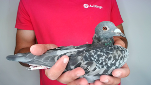 Pigeon image
