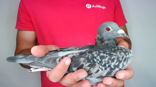 Pigeon image