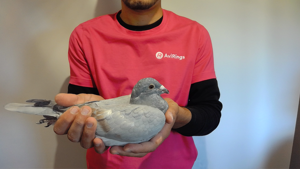 Pigeon image