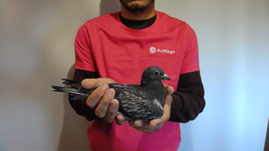 Pigeon image