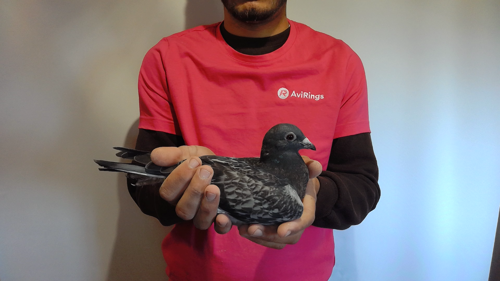 Pigeon image