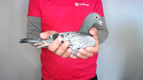Pigeon image