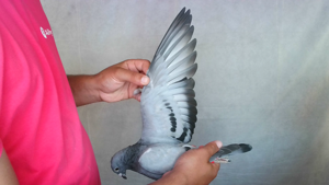 Pigeon image
