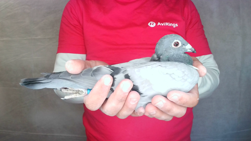 Pigeon image