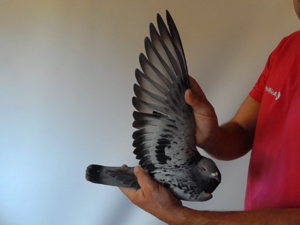 Pigeon image