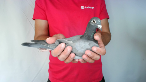 Pigeon image