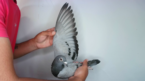 Pigeon image