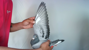 Pigeon image