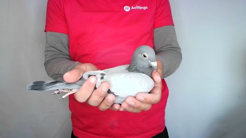 Pigeon image