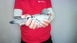 Pigeon image