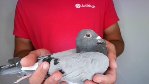 Pigeon image