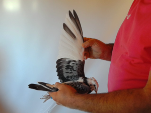 Pigeon image