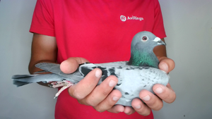 Pigeon image