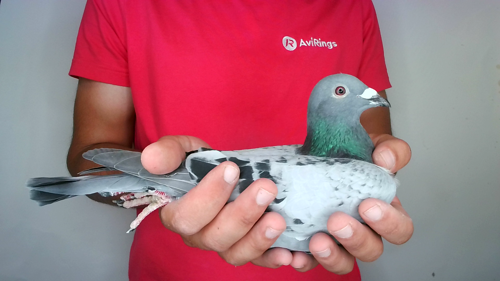Pigeon image
