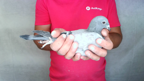 Pigeon image