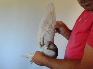 Pigeon image