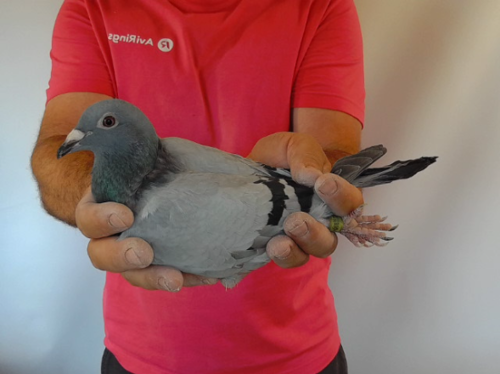 Pigeon image