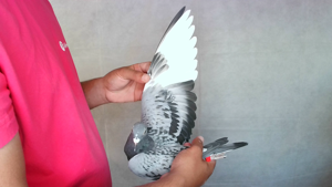 Pigeon image
