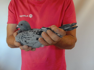 Pigeon image