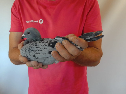 Pigeon image