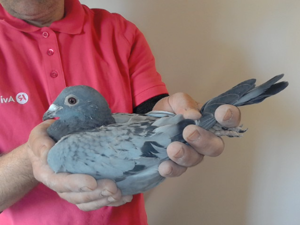 Pigeon image