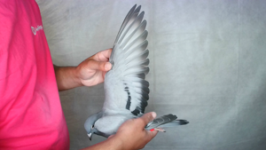 Pigeon image