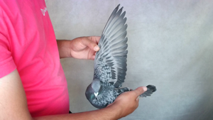 Pigeon image