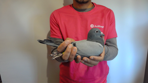 Pigeon image