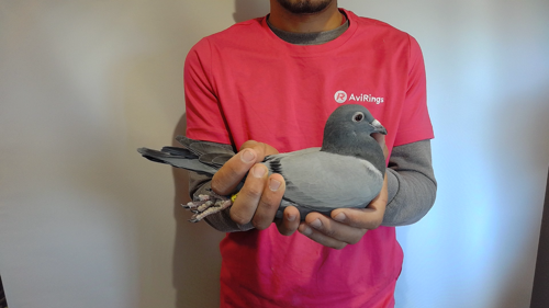 Pigeon image