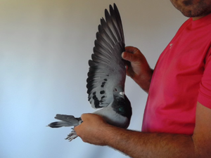 Pigeon image