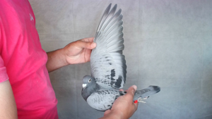 Pigeon image