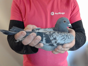 Pigeon image