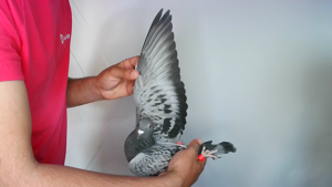 Pigeon image