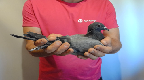 Pigeon image